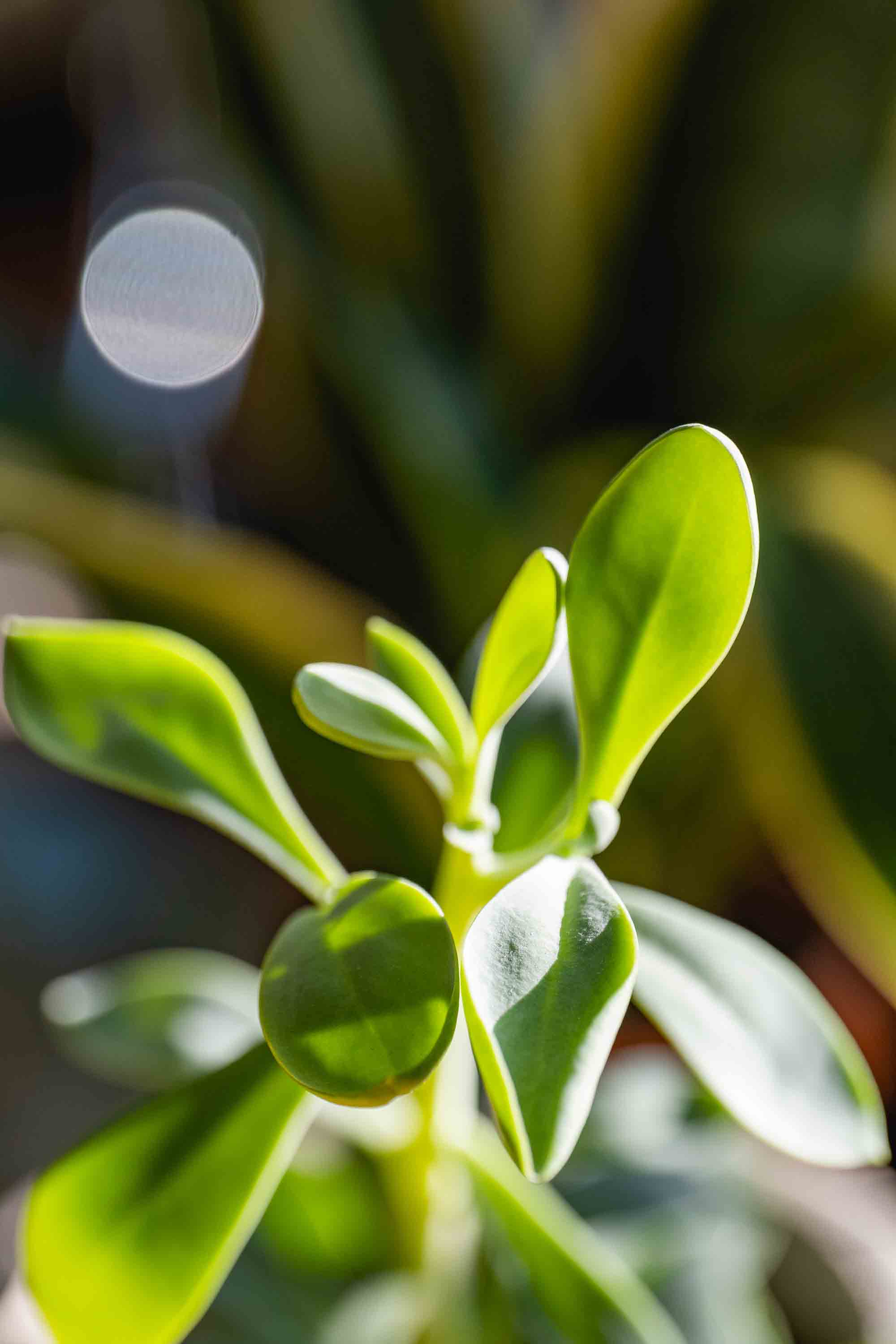 Vetplant 2 Vetplant 2