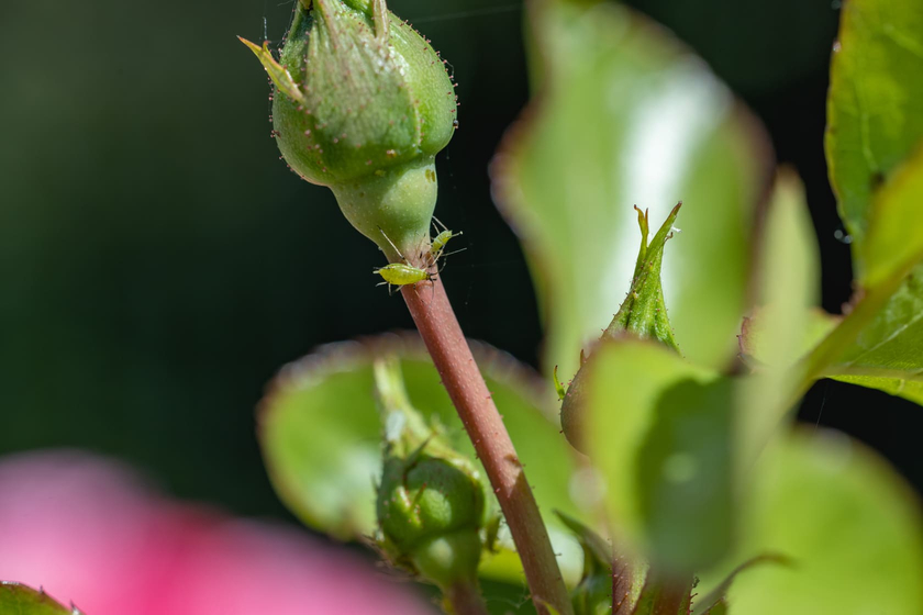 Op basis van vetzuren. Vetzuren komen van nature ook voor in bepaalde geraniumsoorten, rozenolie en hopolie. Op basis van vetzuren. Vetzuren komen van nature ook voor in bepaalde geraniumsoorten, rozenolie en hopolie.