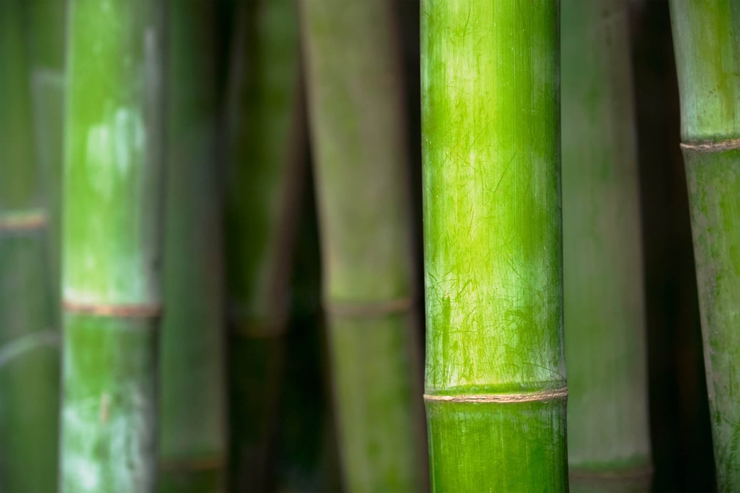 Essentiële voedingsstoffen voor siergras en bamboe