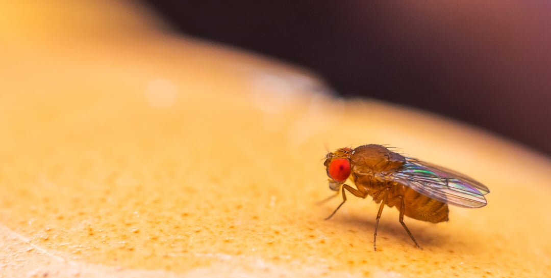 Natuurlijk lokmiddel, niet schadelijk voor het milieu