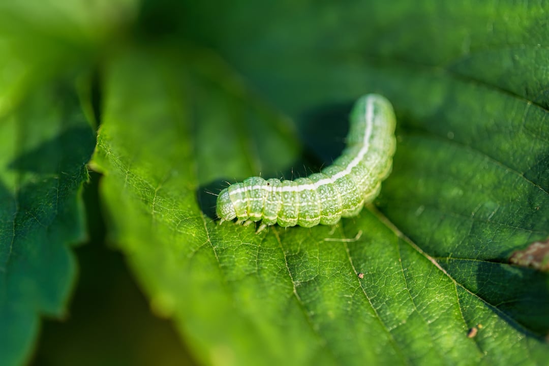 Voor bescherming van de natuur in je tuin