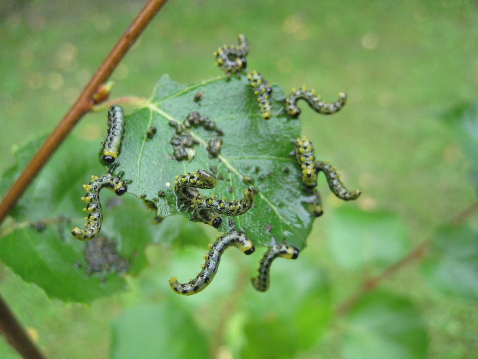 Last van gaatjes in je planten en vruchten door kleine rupsen of larven?