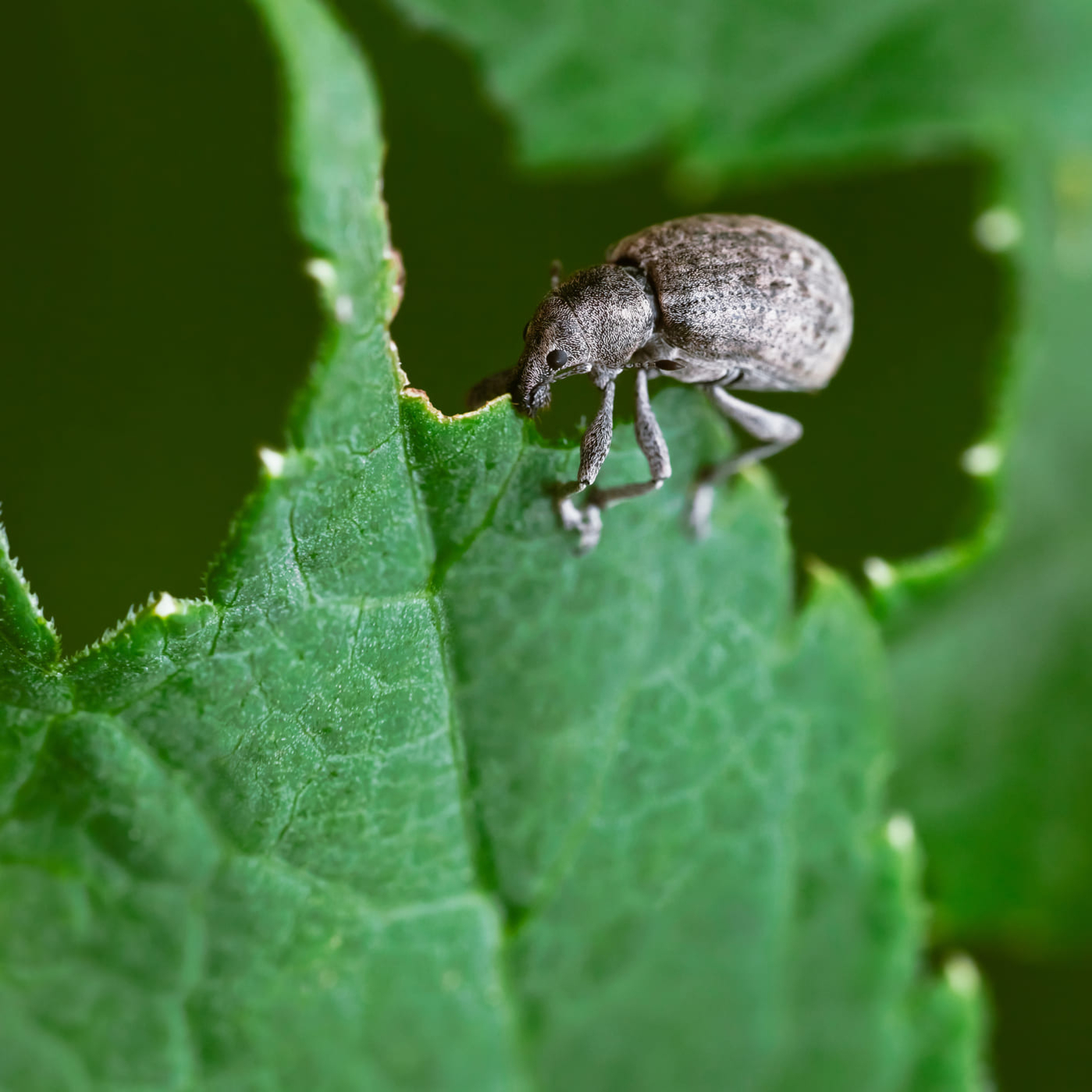 taxuskever op blad taxuskever op blad