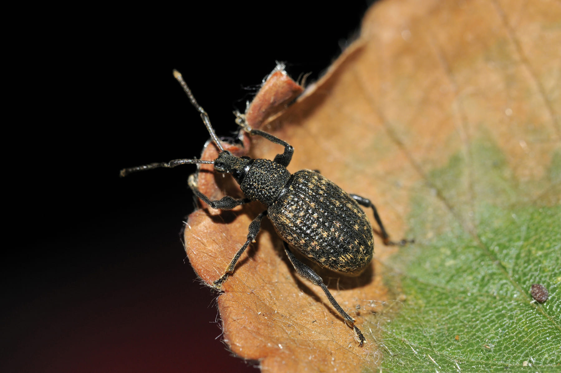 taxuskever op blad taxuskever op blad