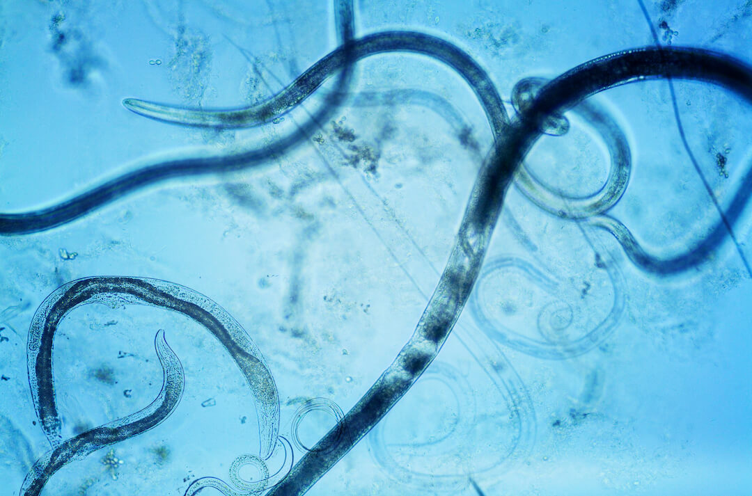 aaltjes_Nematode small