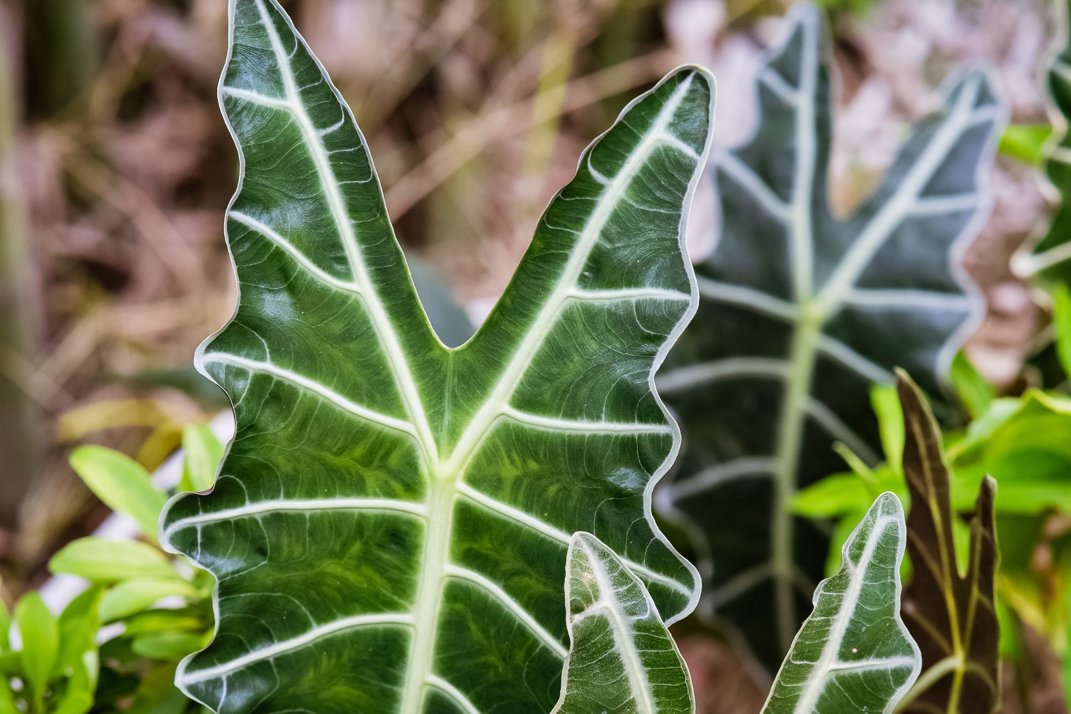 alocasia-amazonica alocasia-amazonica