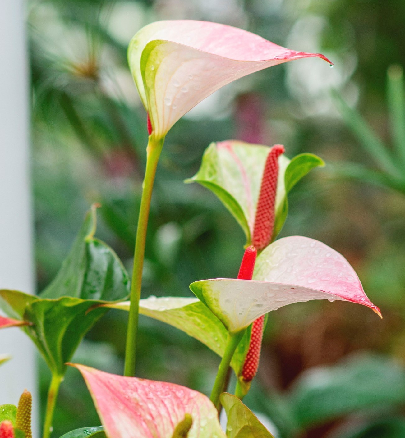 anthurium-bloeiende-kamerplanten anthurium-bloeiende-kamerplanten