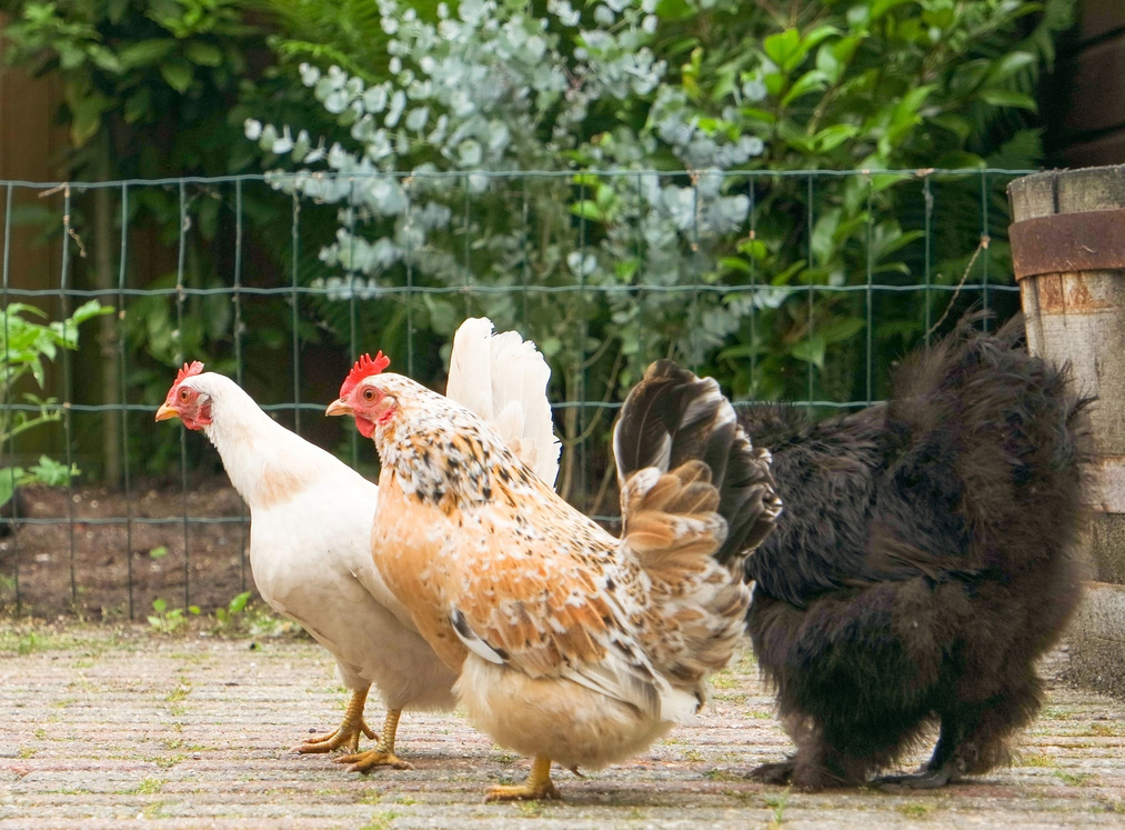 Natuurlijke bestrijding, voor gezonder gevogelte Natuurlijke bestrijding, voor gezonder gevogelte