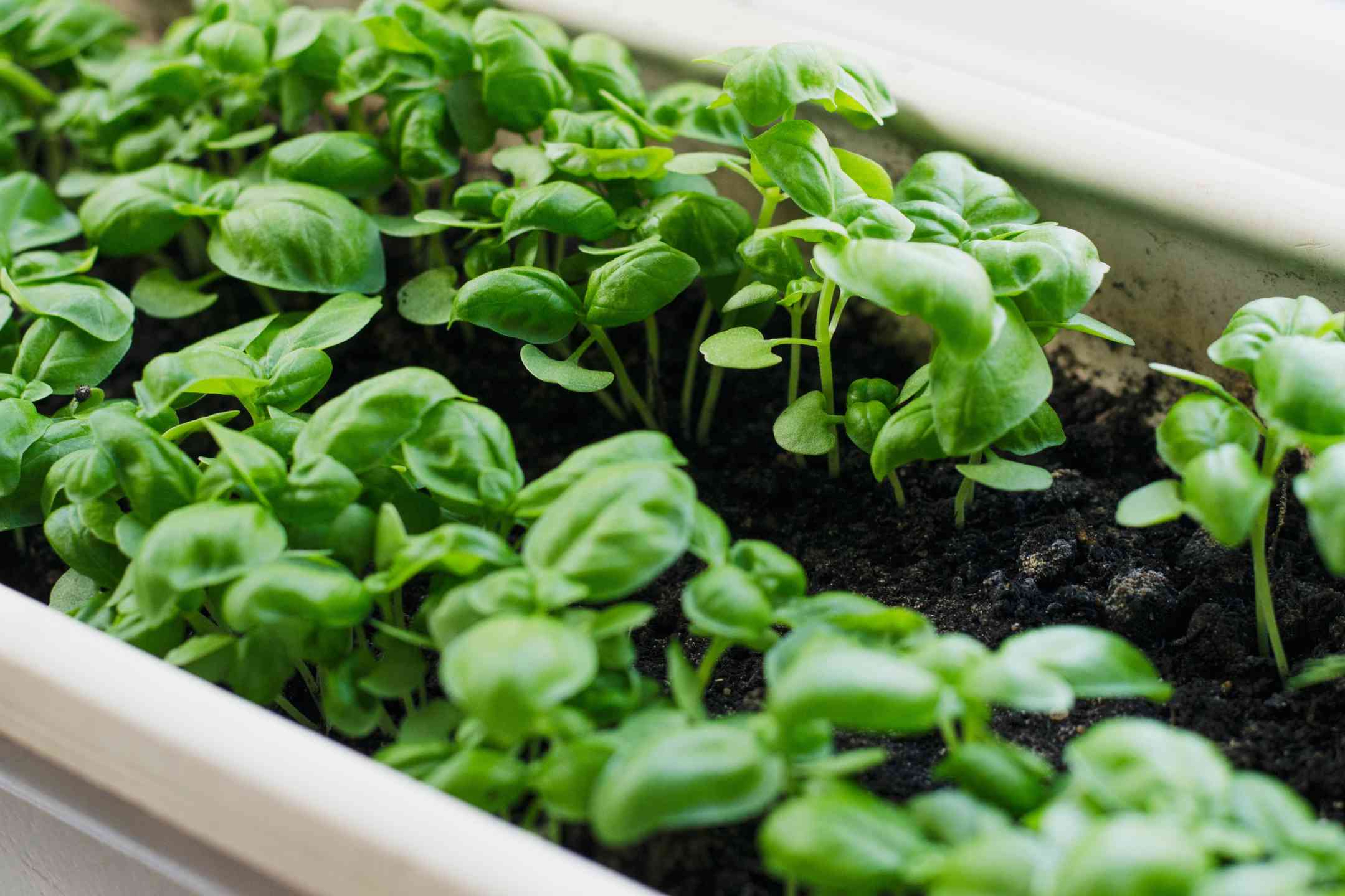 basilicum-in-pot-plant basilicum-in-pot-plant