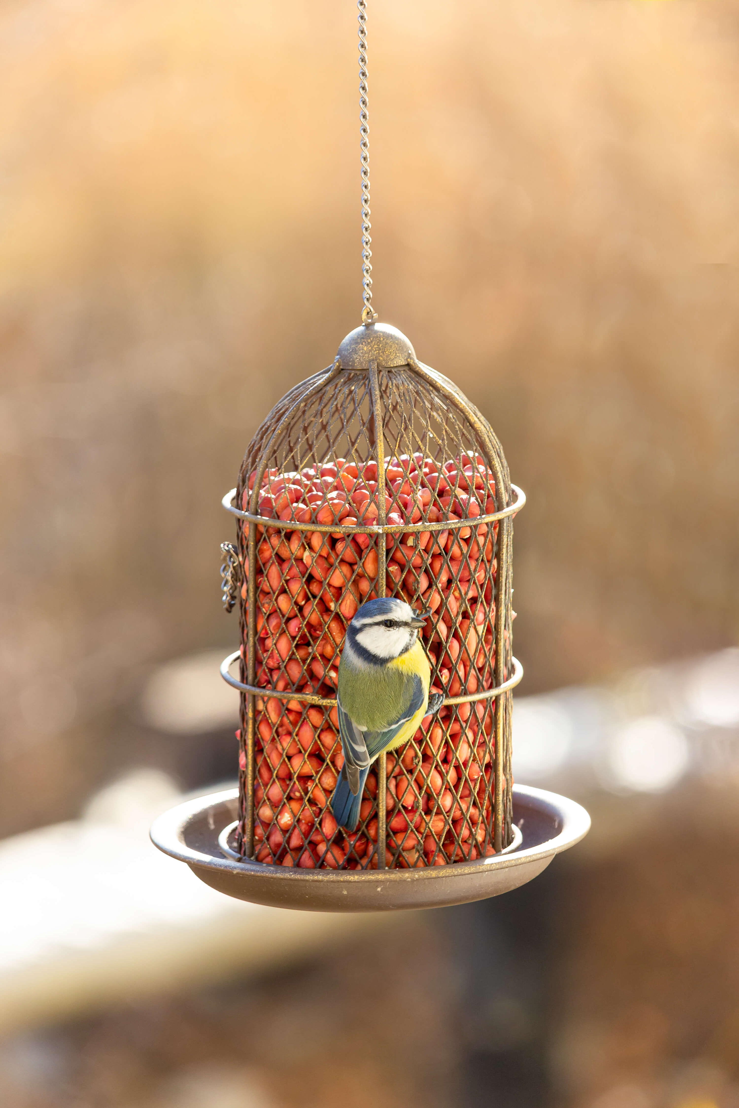 bird-eat-food-from-the-feeder