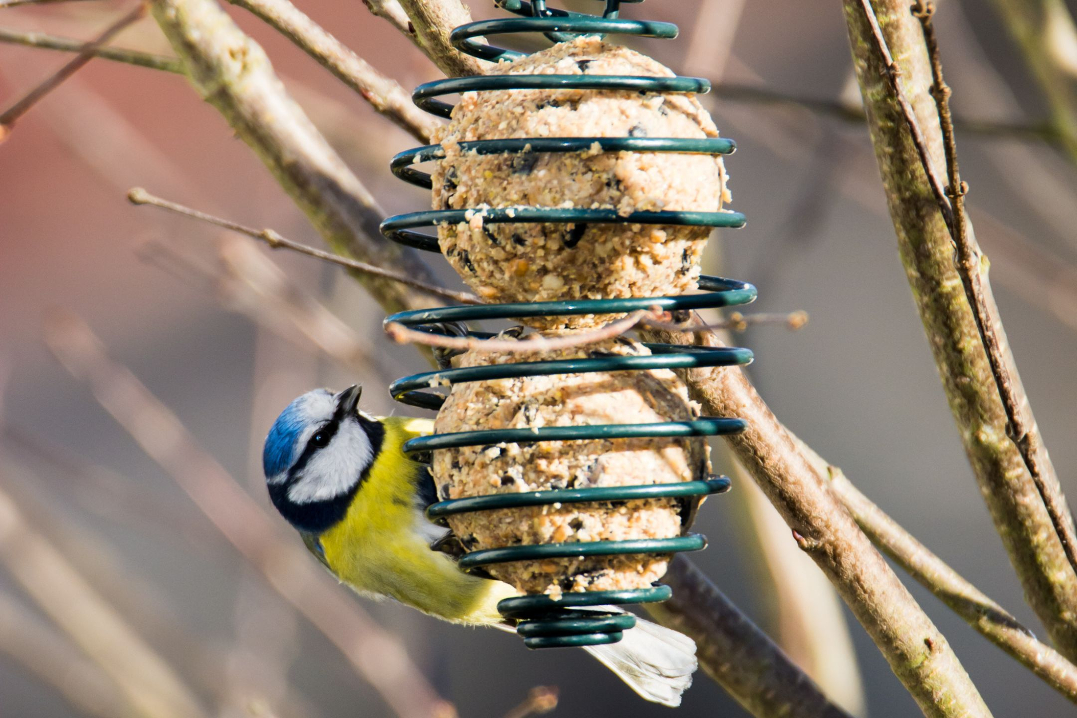 vogelvoer