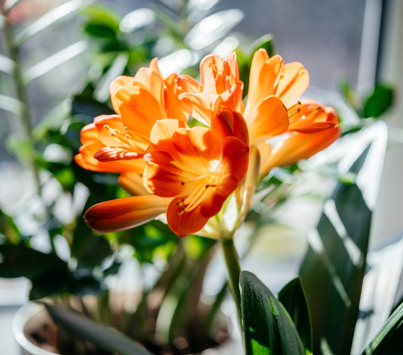 bloeiende-kamerplanten-oranje