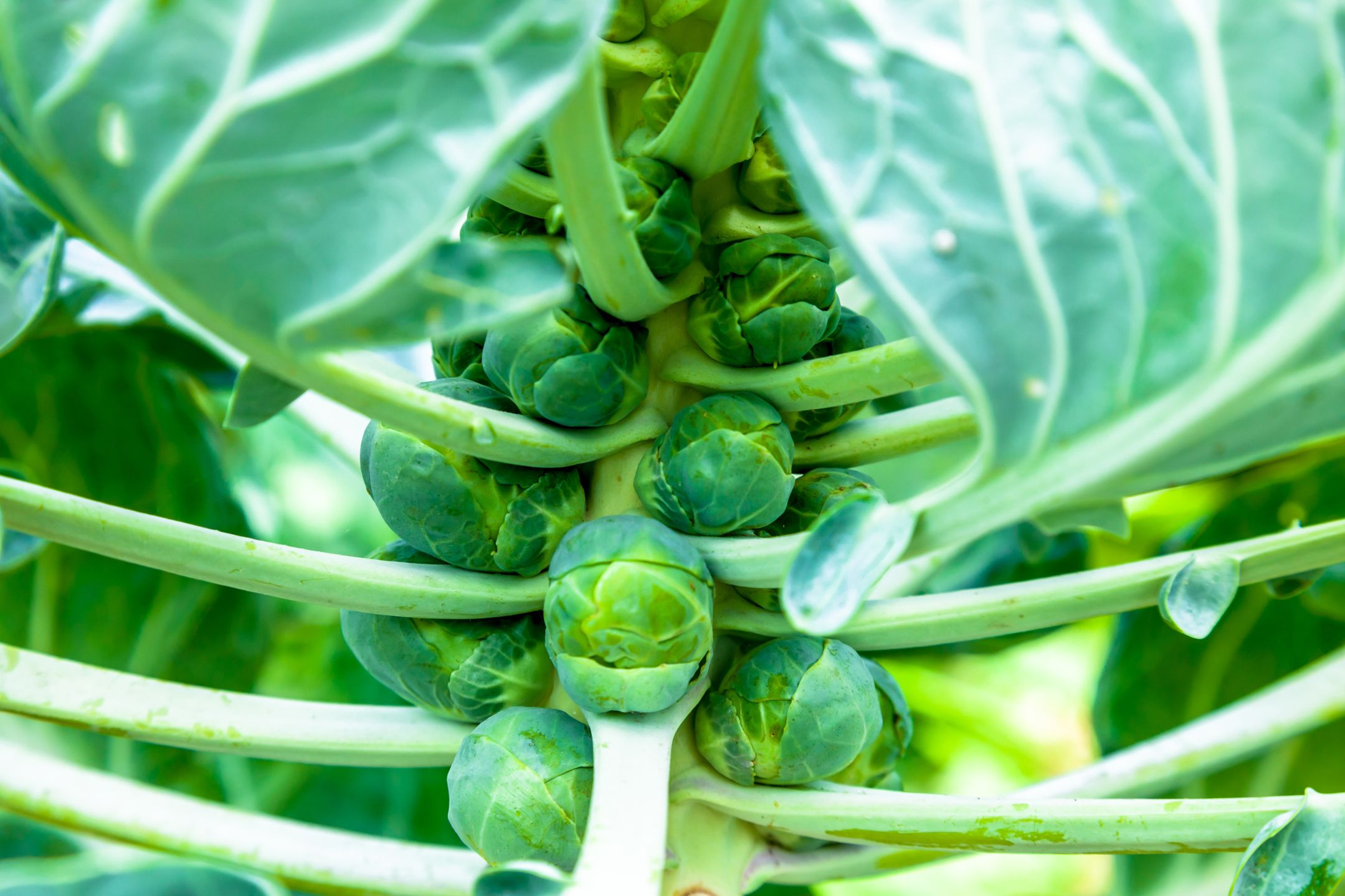 brussel-sprouts