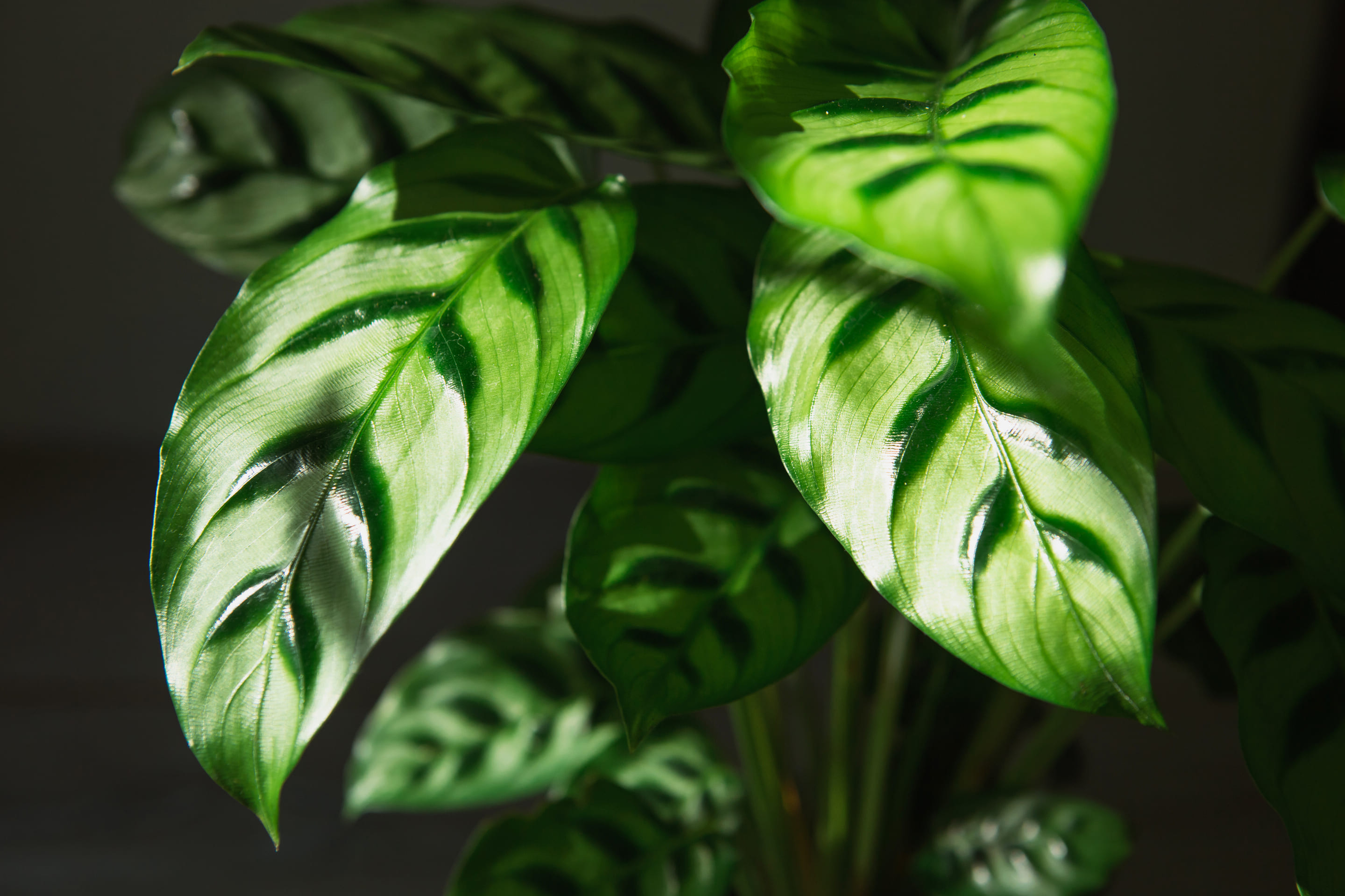 calathea-leopardina-green-pattern calathea-leopardina-green-pattern