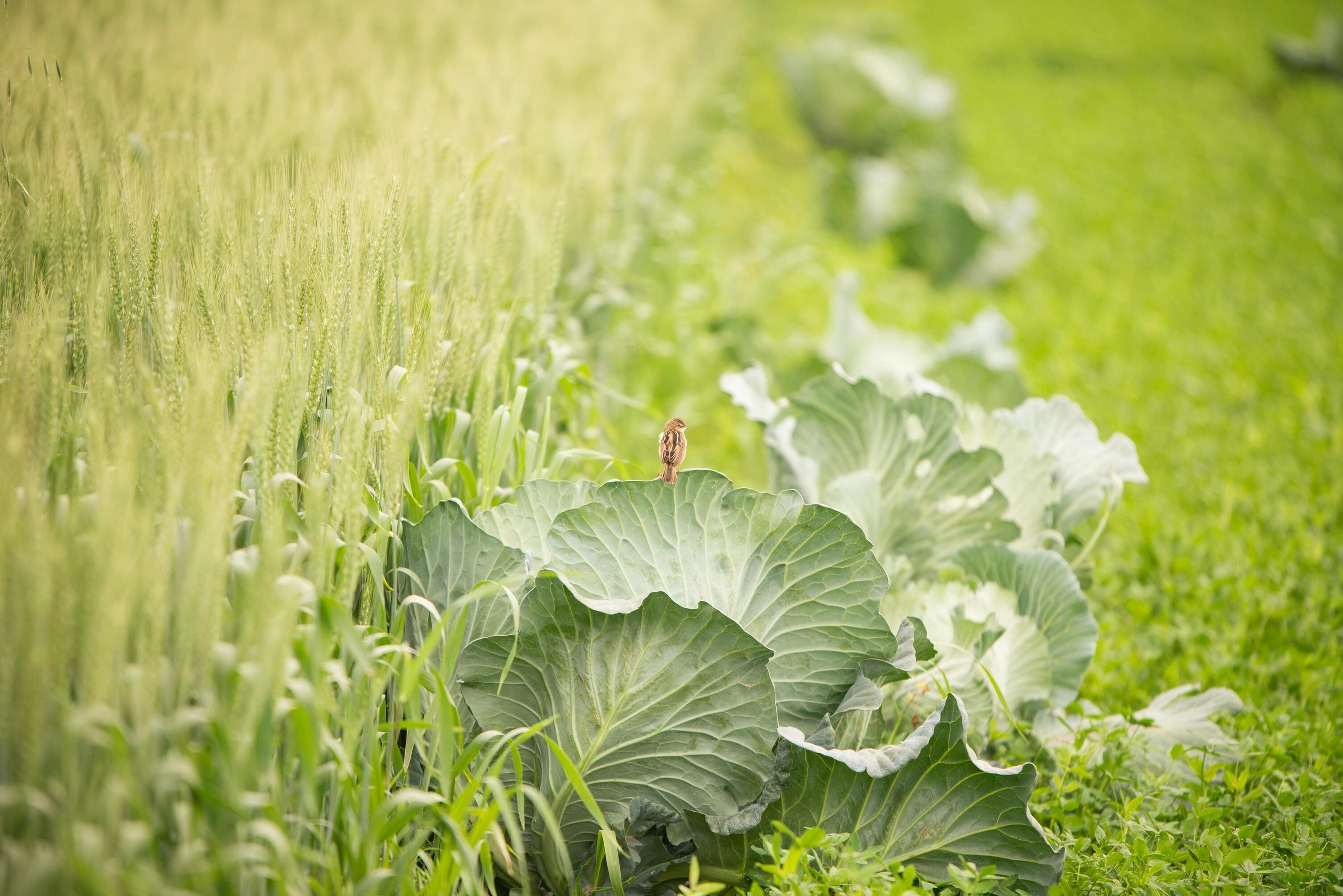 combinatieteelt-moestuin combinatieteelt-moestuin