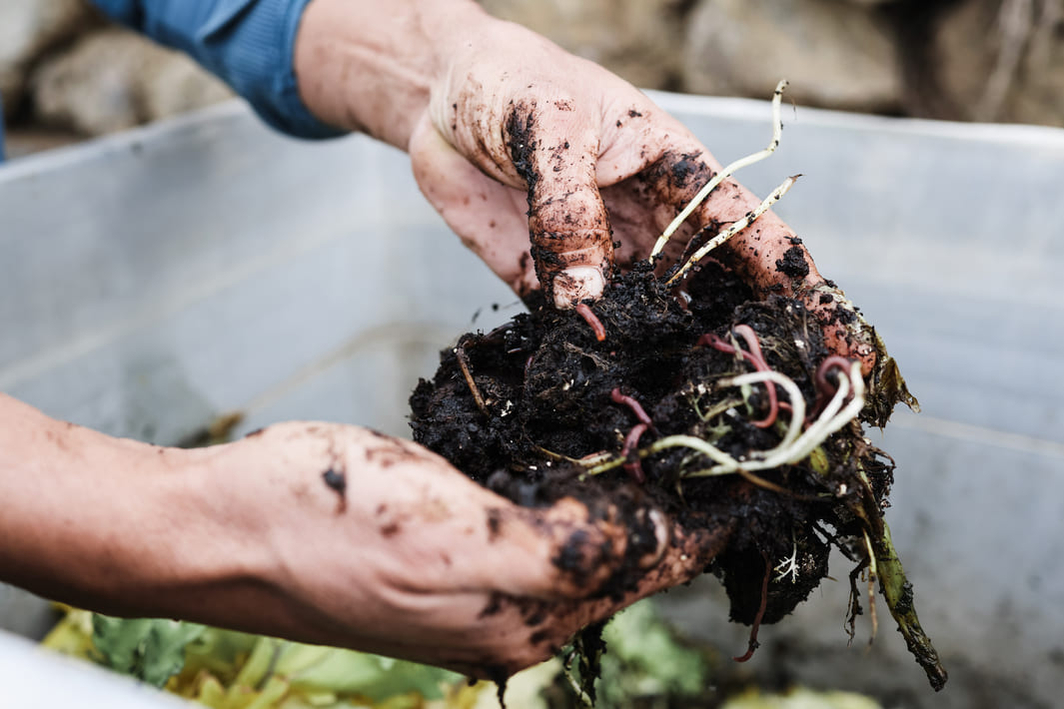 compost-with-worms compost-with-worms