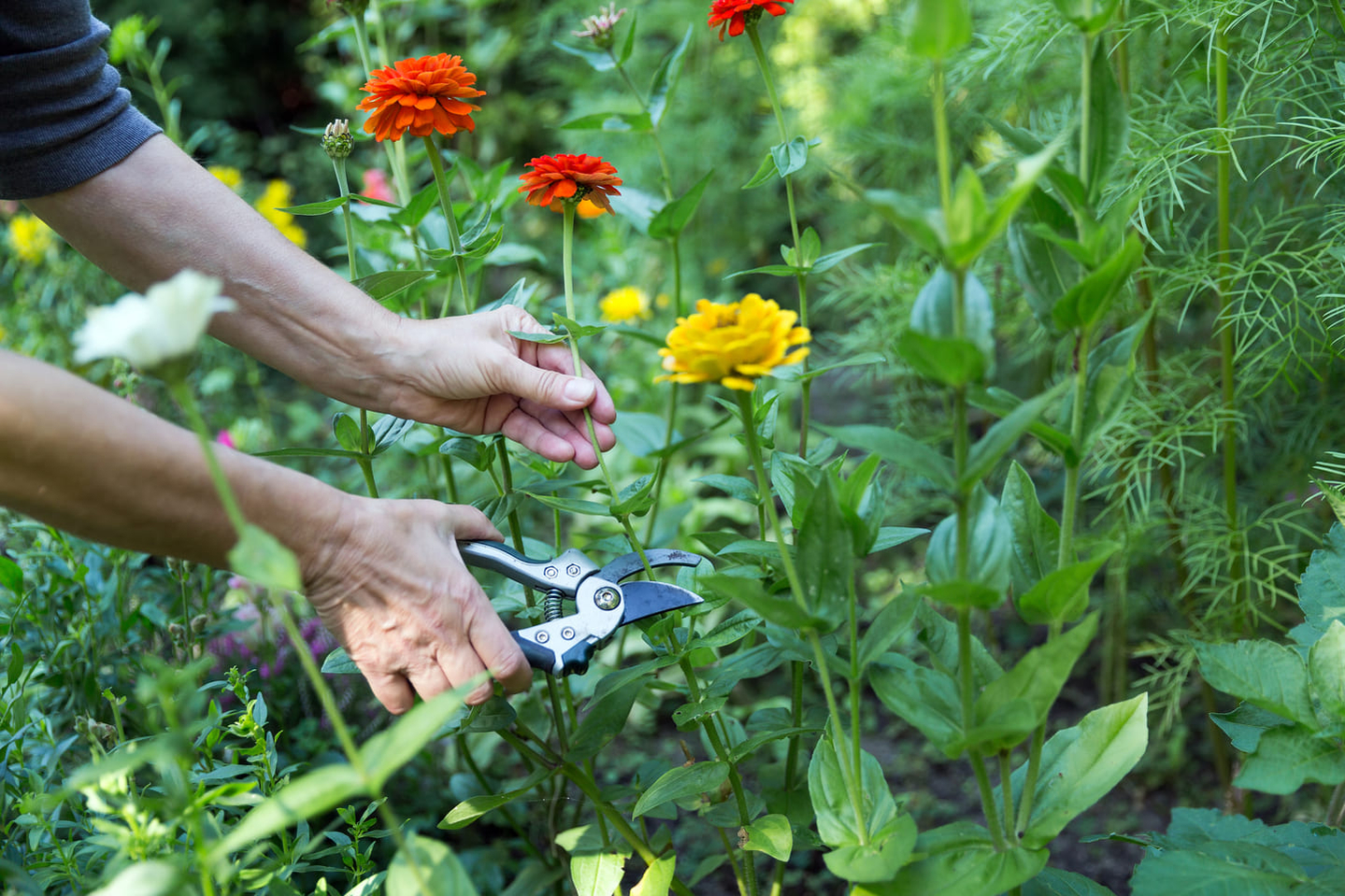 cutting-flowers-in-garden