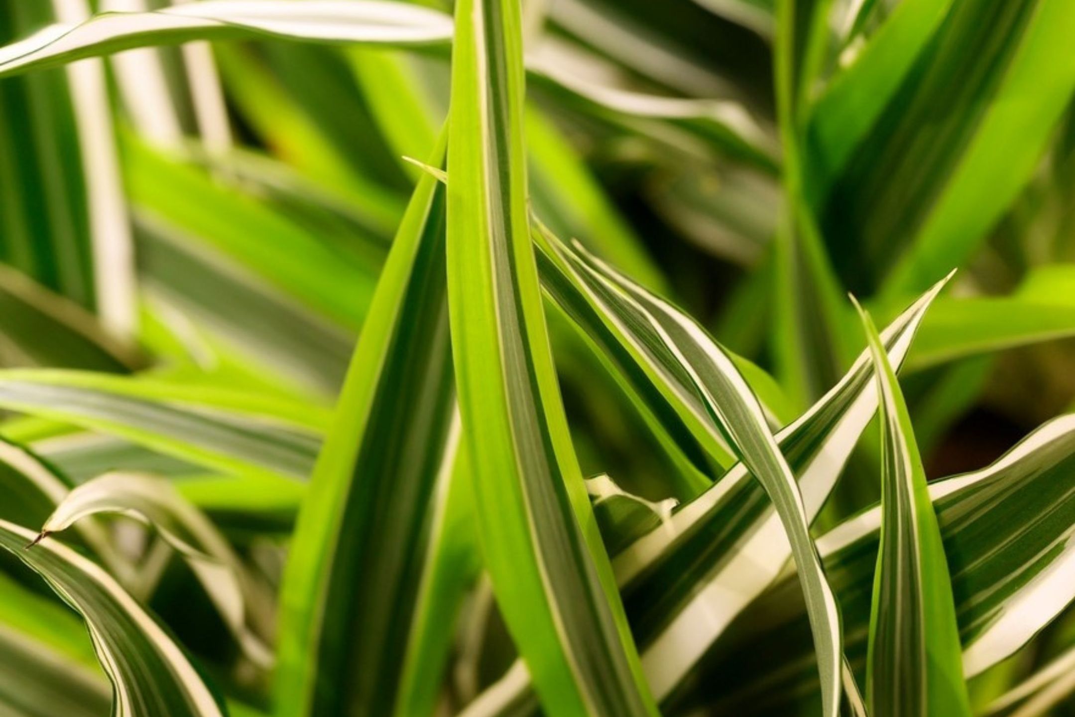 dracaena dracaena