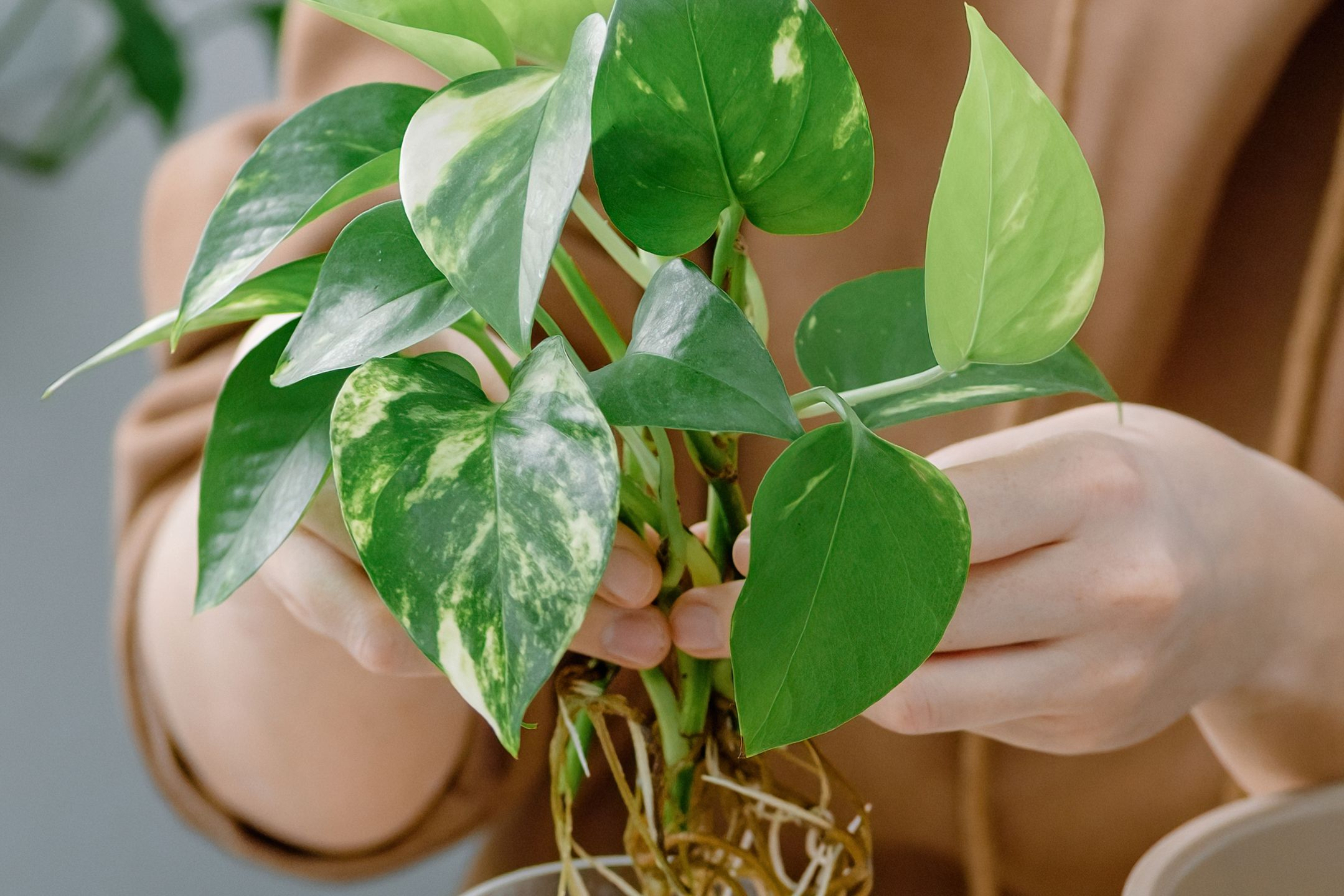 epipremnum-aureum-plant epipremnum-aureum-plant