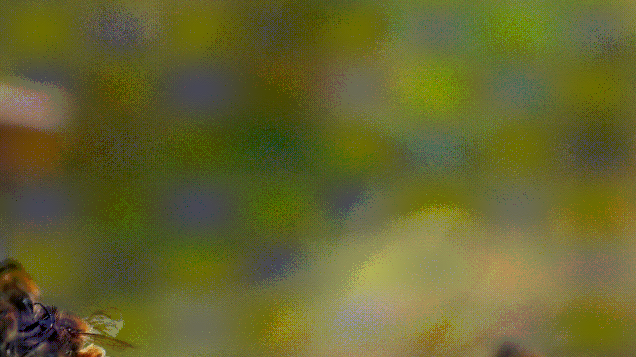 european-honey-bee