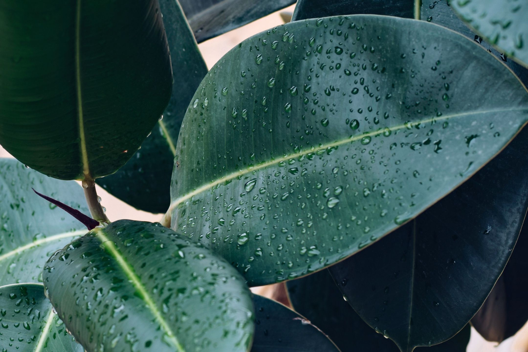 ficus-abidjan-plant ficus-abidjan-plant