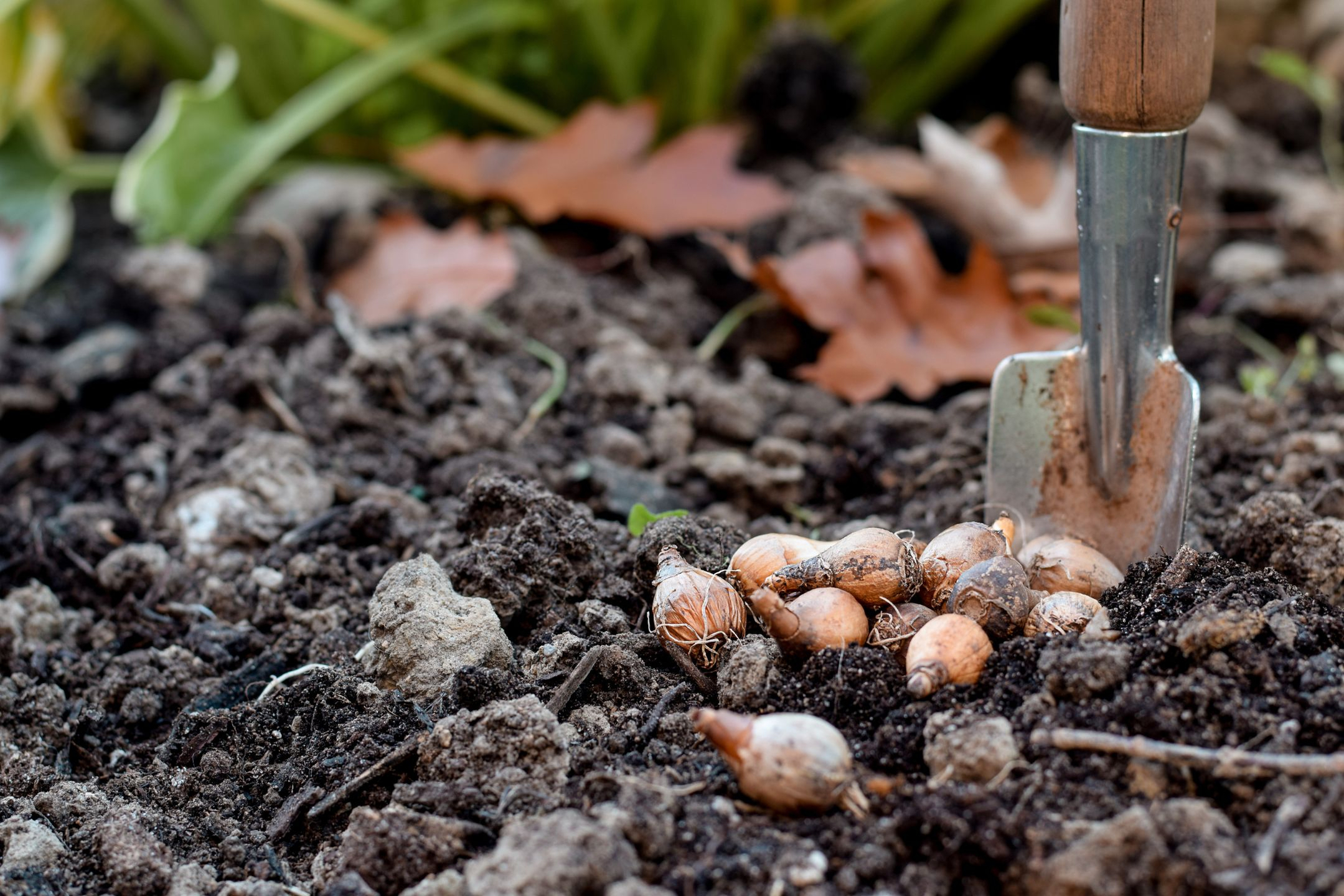 flower-bulb-planting flower-bulb-planting