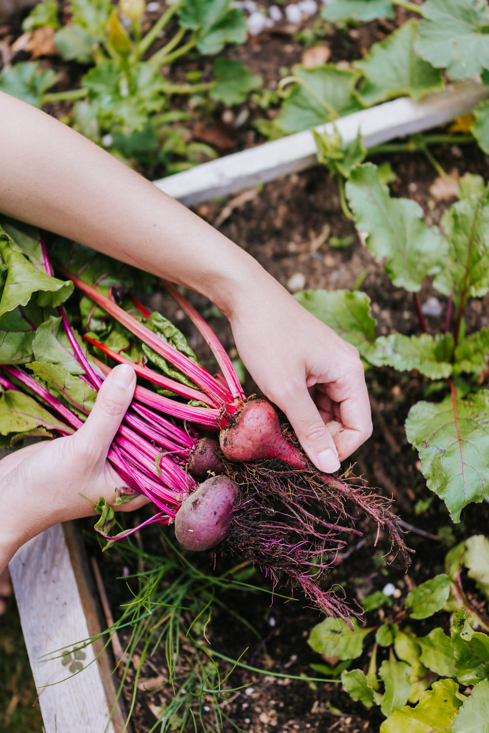 fresh-beetroots-2021-08-28-05-25-00-utc fresh-beetroots-2021-08-28-05-25-00-utc