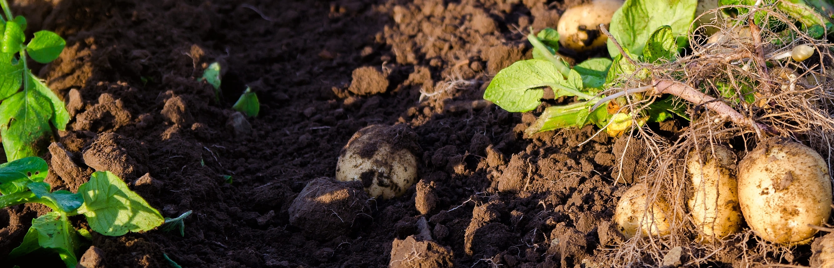 fresh-potatoes-on-ground fresh-potatoes-on-ground