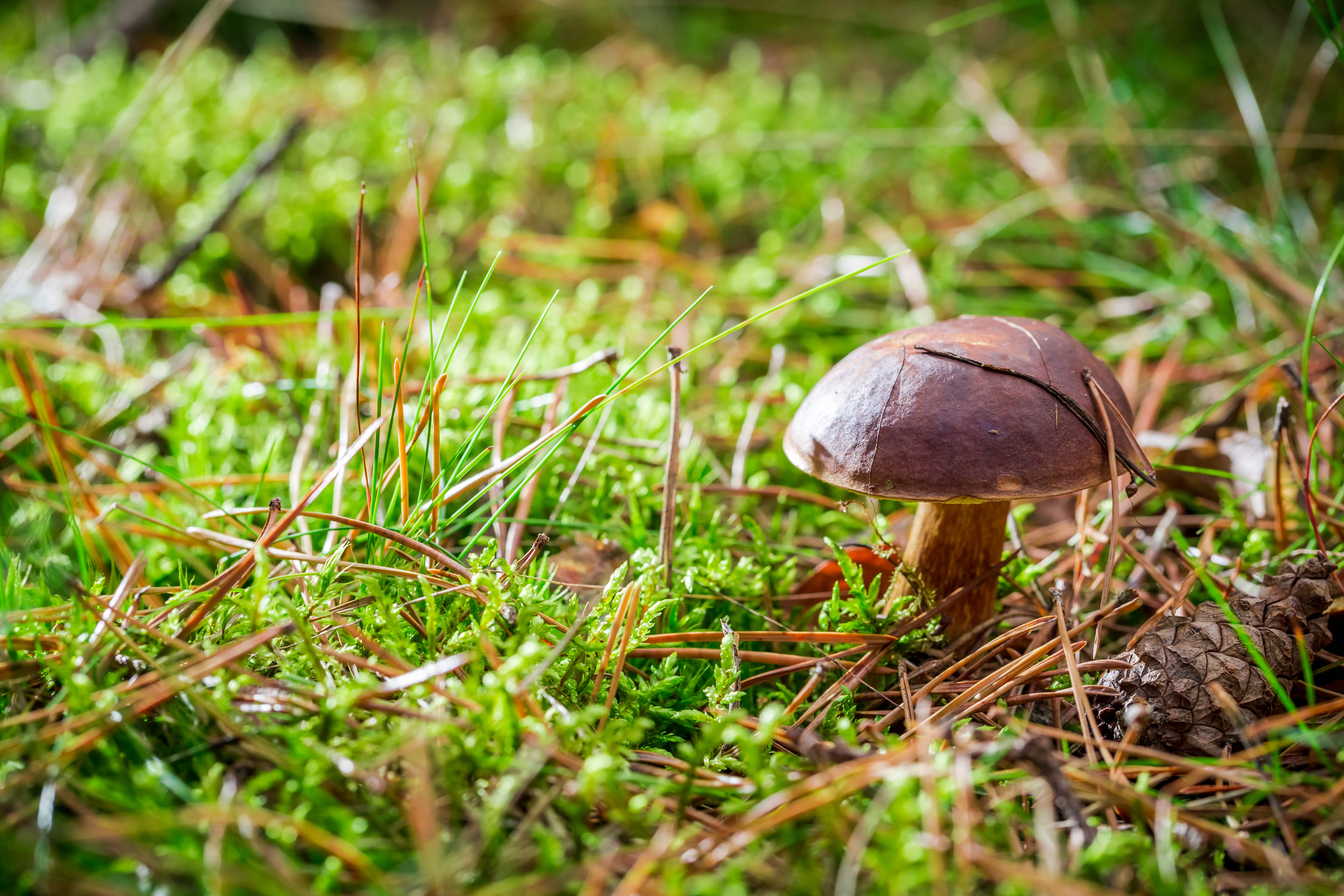 grass-with-moss-vilt-1080 grass-with-moss-vilt-1080