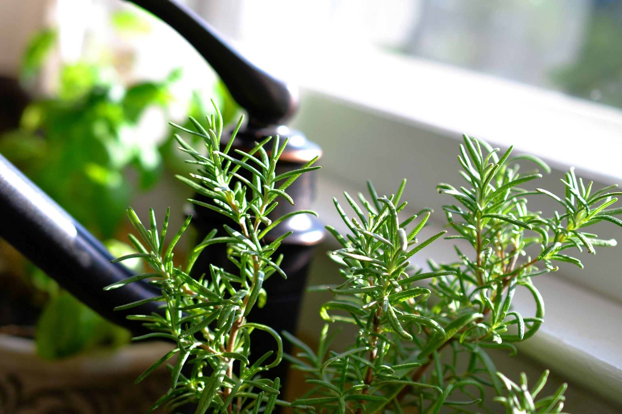 herbs-rosemary herbs-rosemary