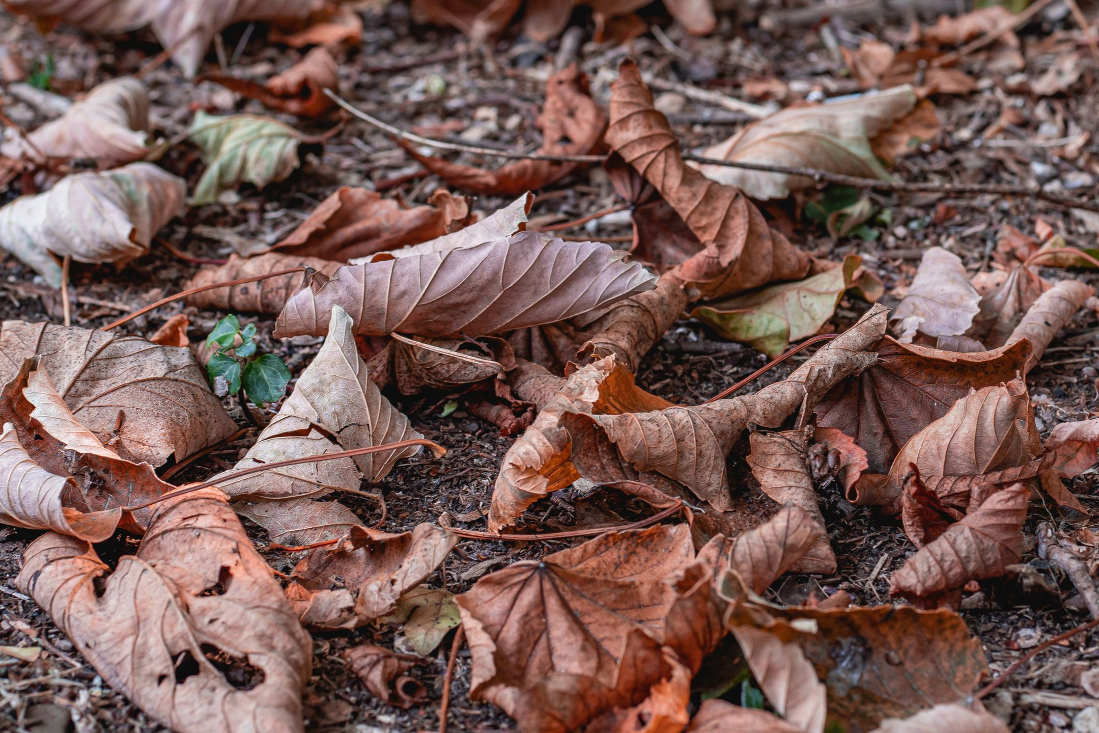 herfst-bladeren