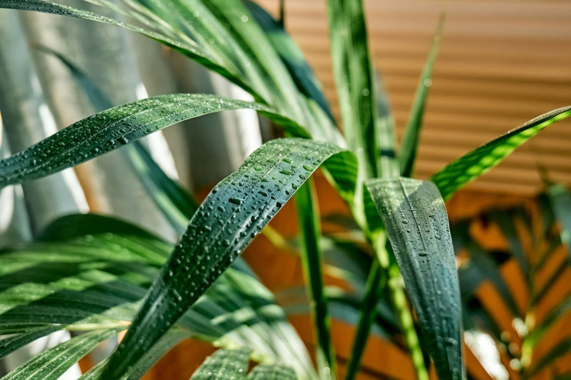 kentia-palm kentia-palm