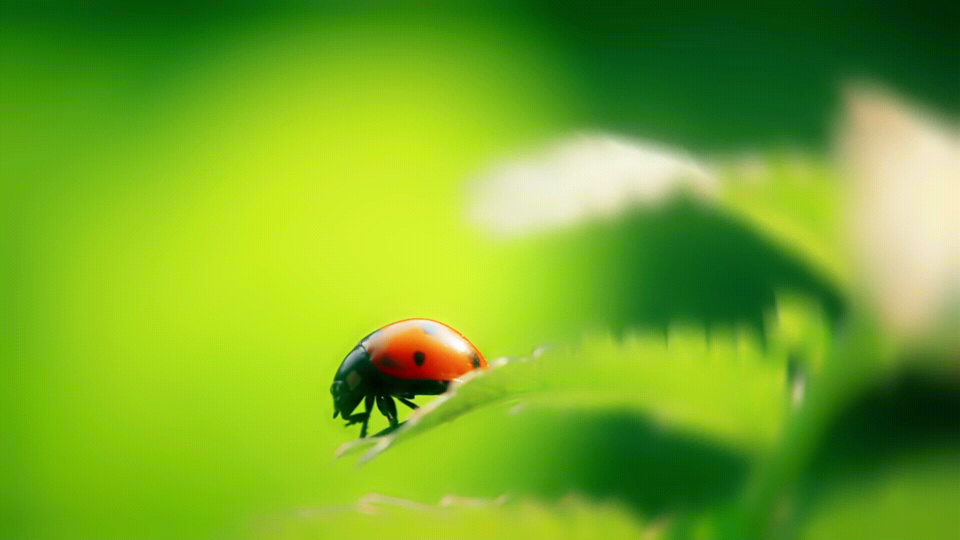 ladybird-insect-on-natural-spring-background-2021-08-30-01-53-08-utc