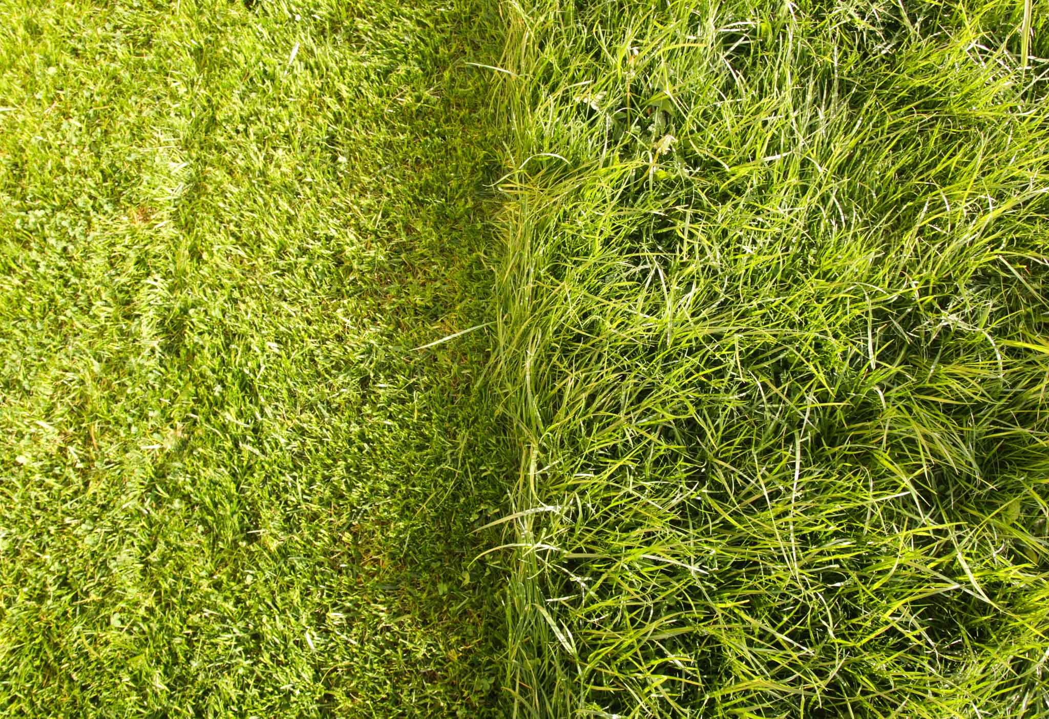 lawn_overview-1 lawn_overview-1