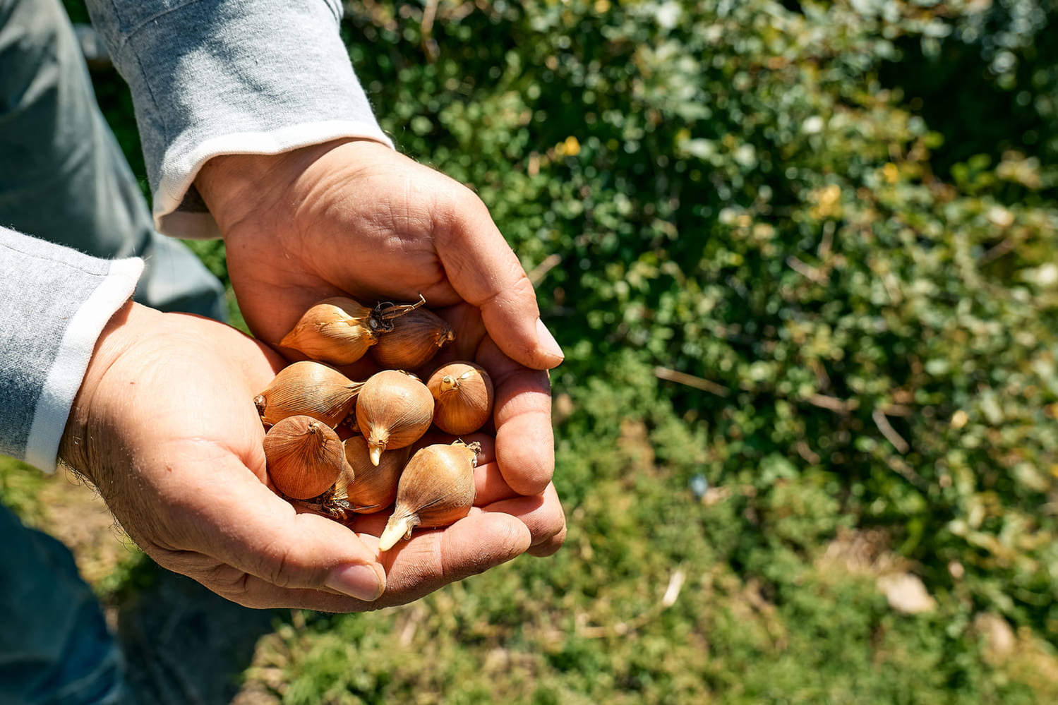 man-holding-flower-bulbs man-holding-flower-bulbs