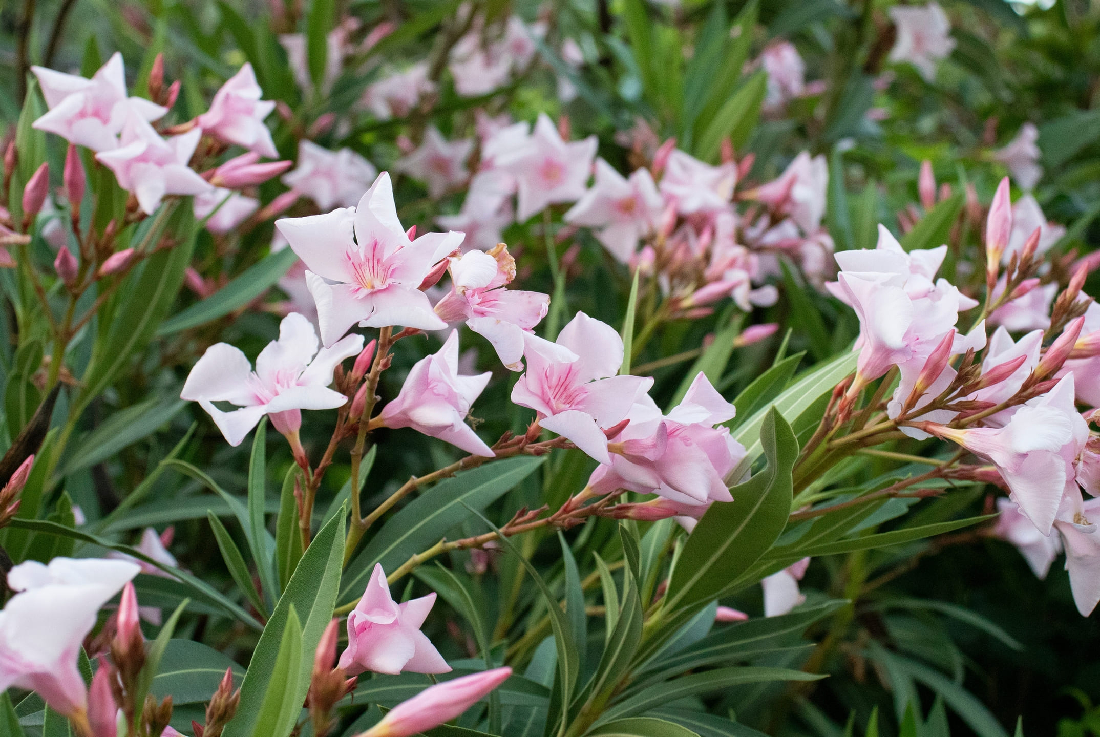 oleander-roze-tuin oleander-roze-tuin