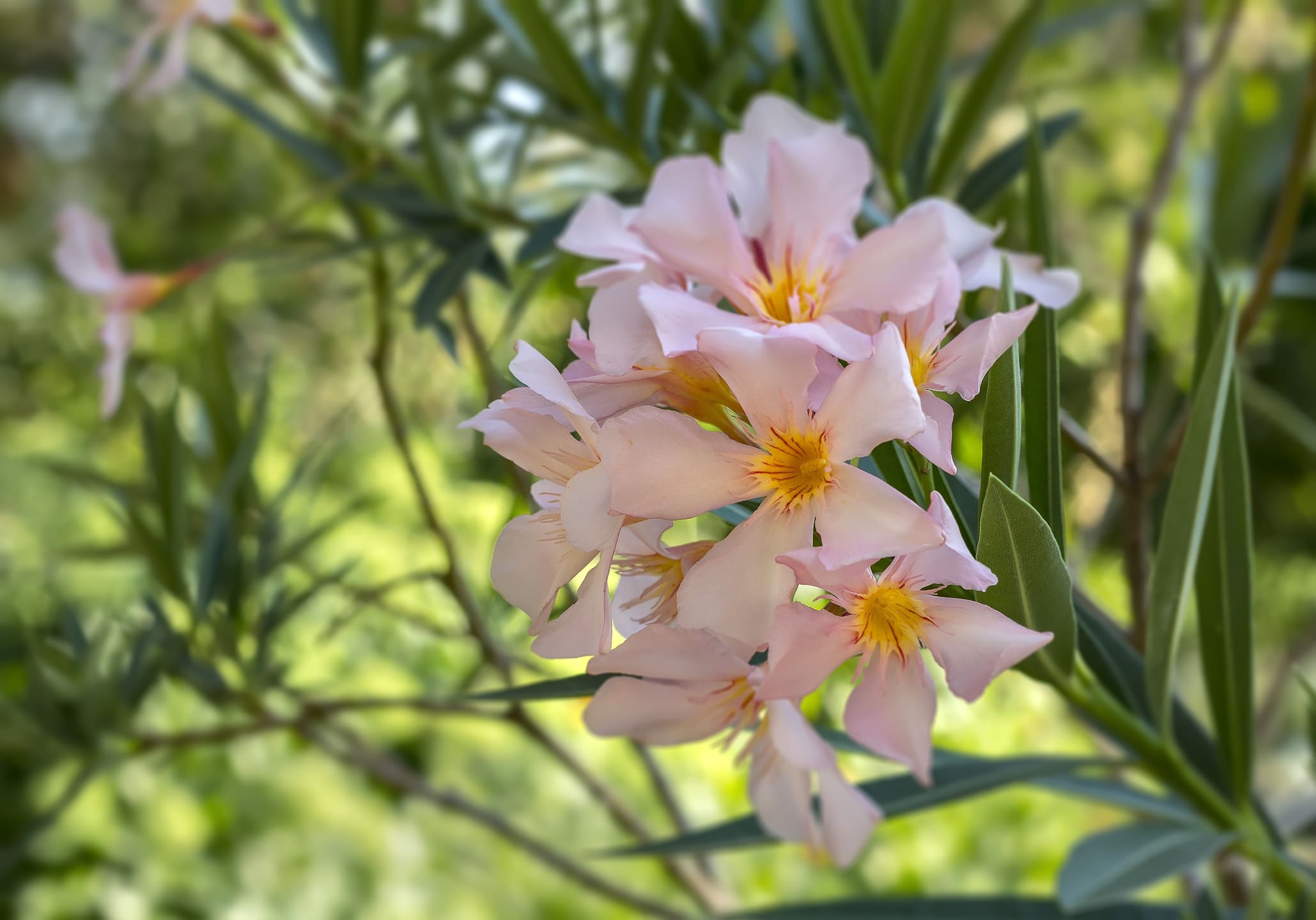 oleander-wit-roze
