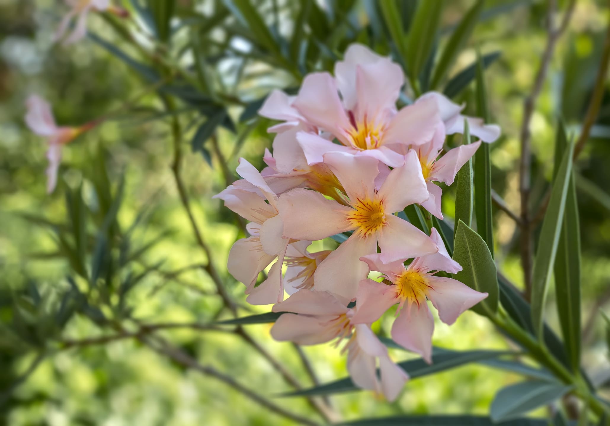 oleander-wit-roze oleander-wit-roze