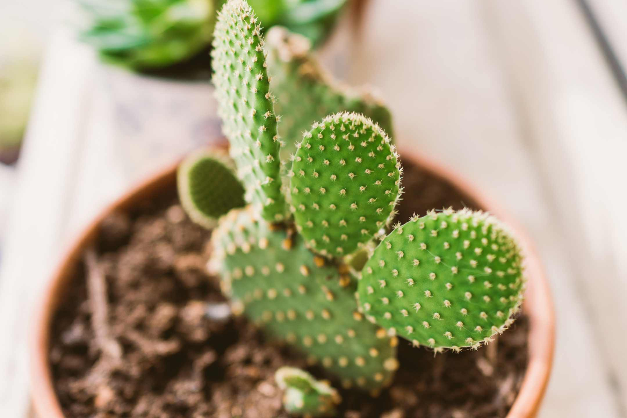 opuntia-cactusvijg-houseplant opuntia-cactusvijg-houseplant