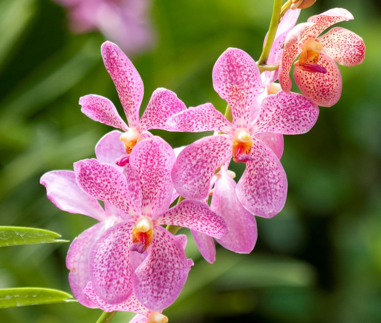 orchidee-bloeiende-kamerplanten orchidee-bloeiende-kamerplanten