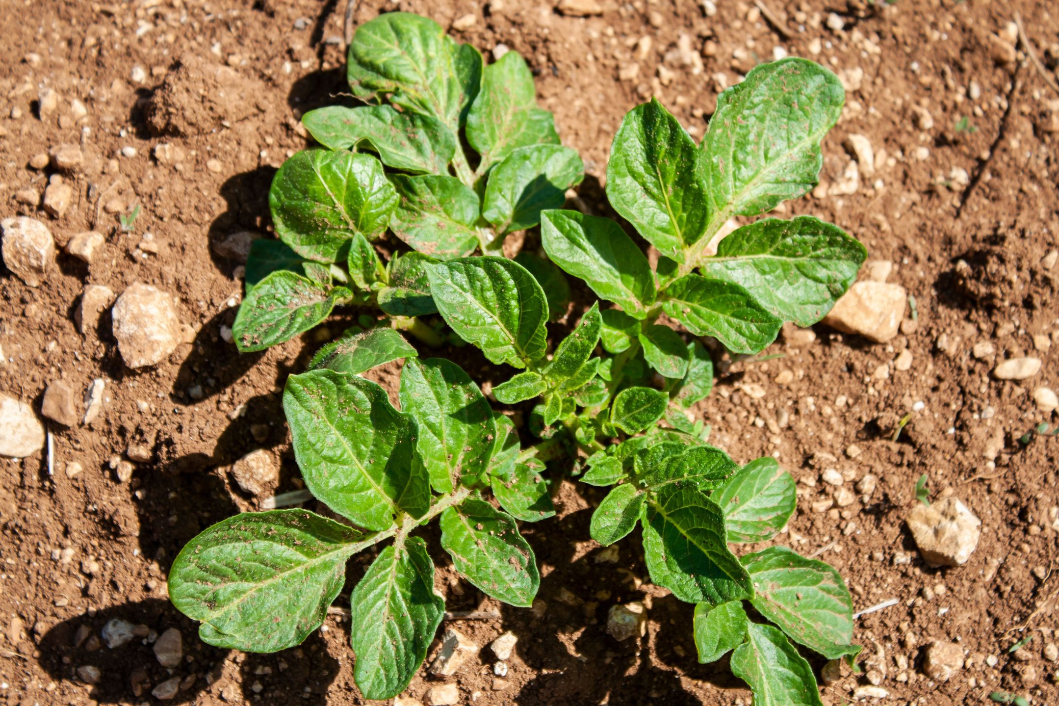 potato-plant potato-plant