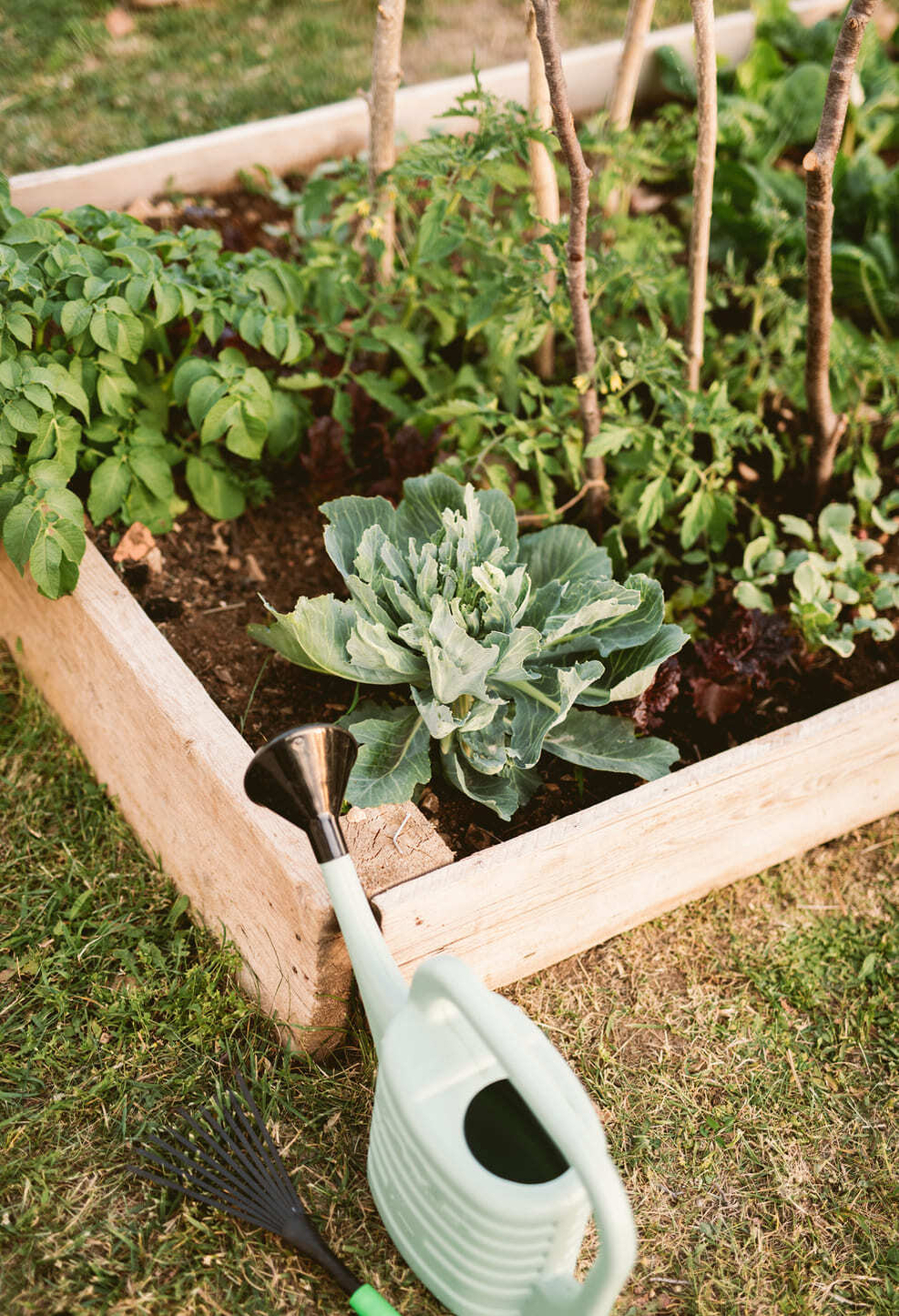 raised-vegetable-beds raised-vegetable-beds