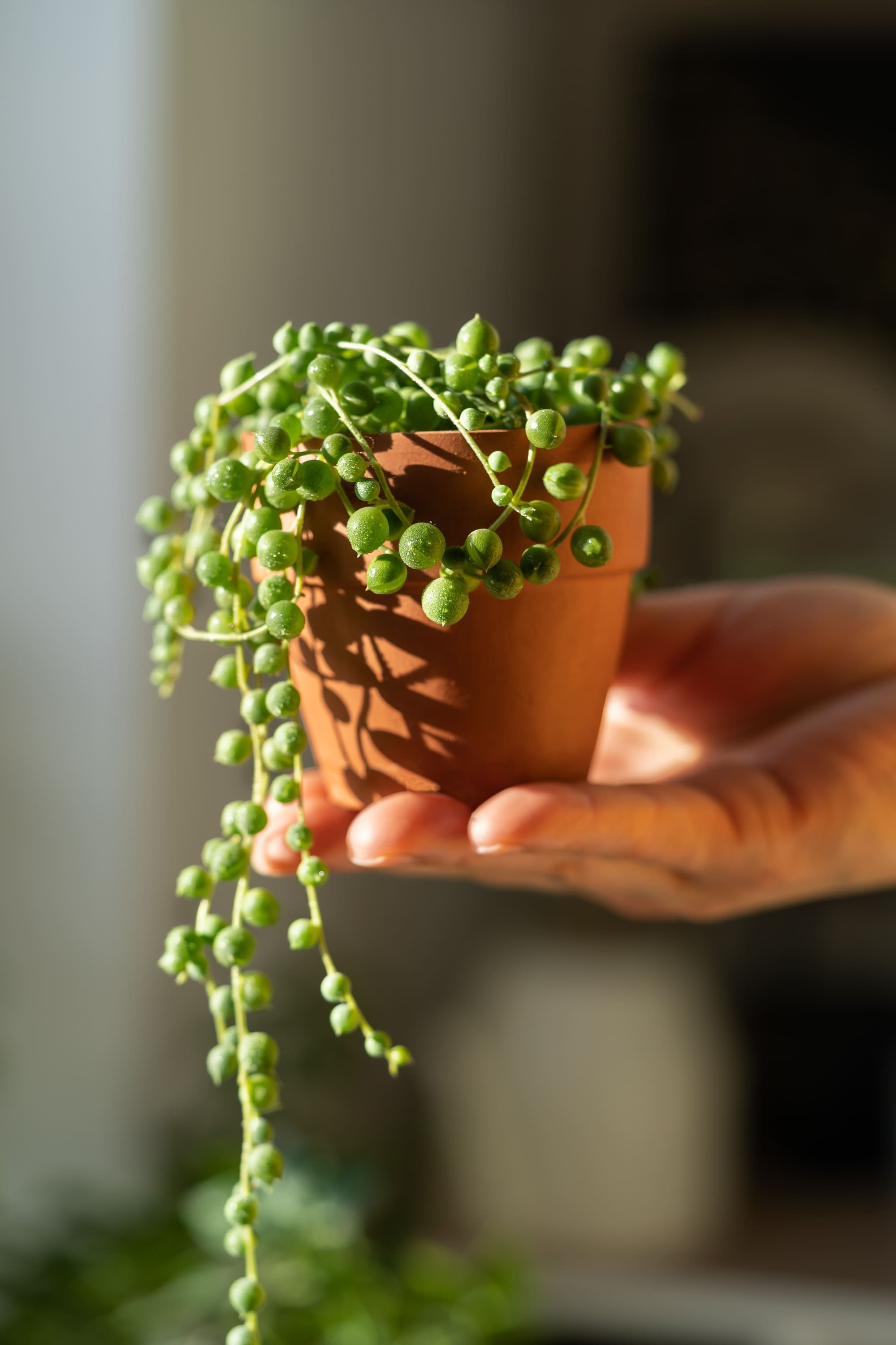 senecio-erwten-houseplant senecio-erwten-houseplant