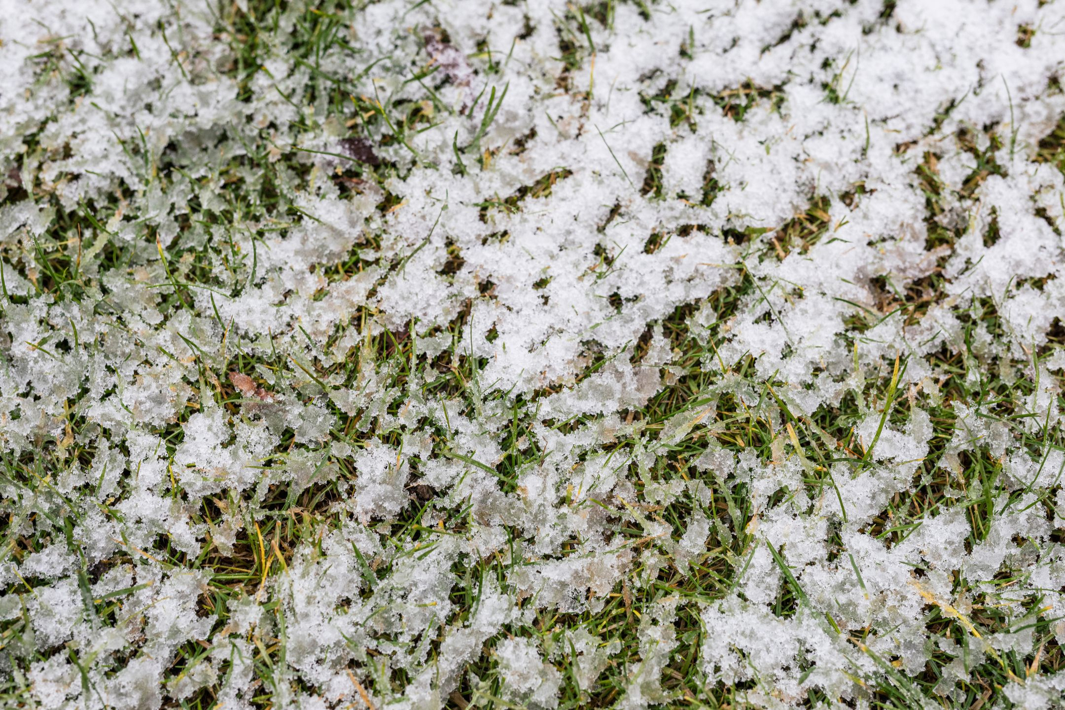 snow-on-lawn-grass snow-on-lawn-grass