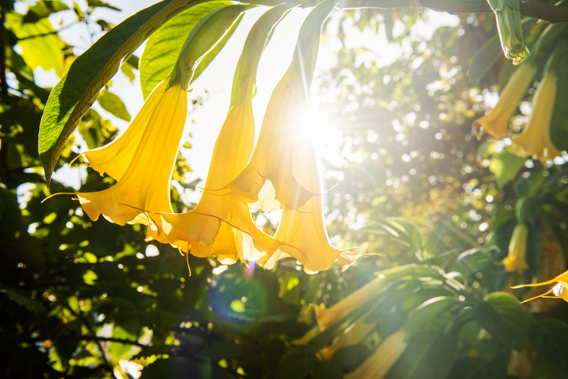 hitteplan tuin hitteplan tuin