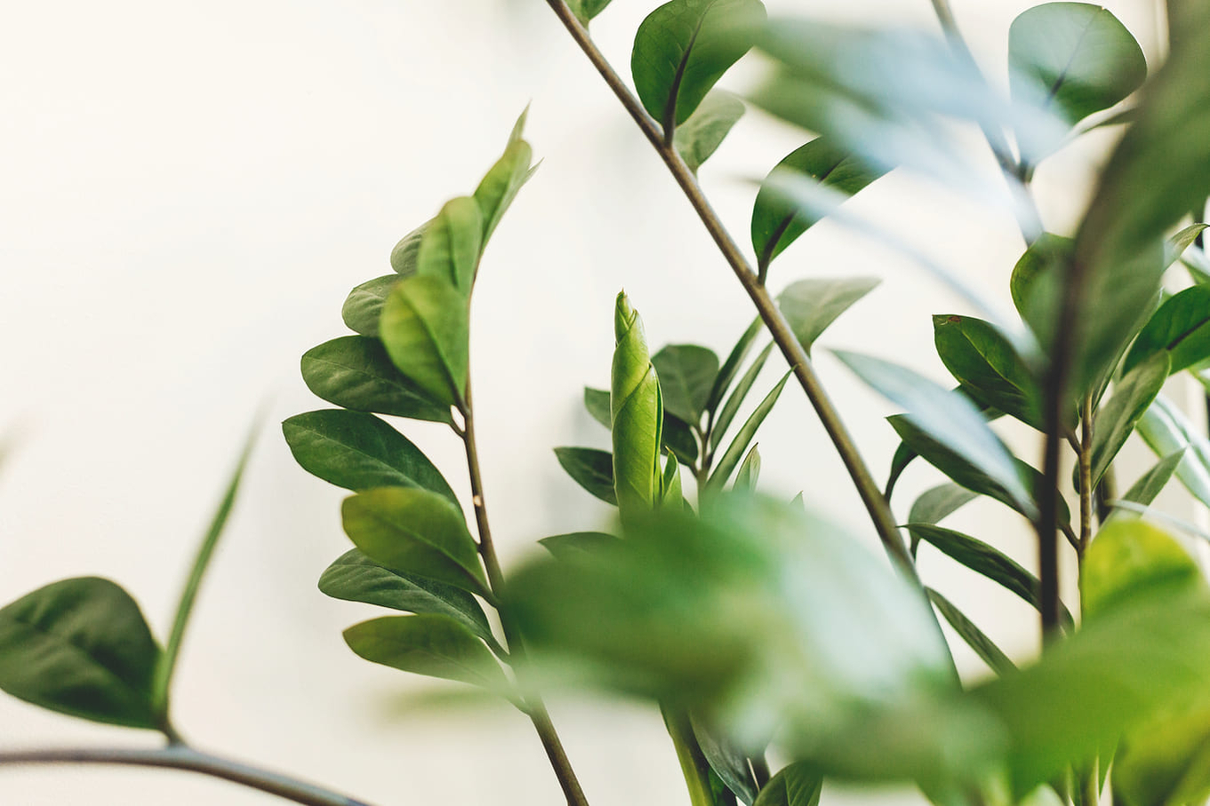 zamioculcas-houseplant-shadow zamioculcas-houseplant-shadow
