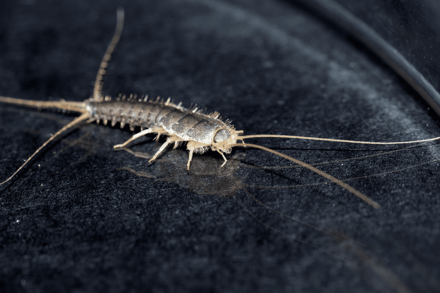zilvervis_silverfish zilvervis_silverfish