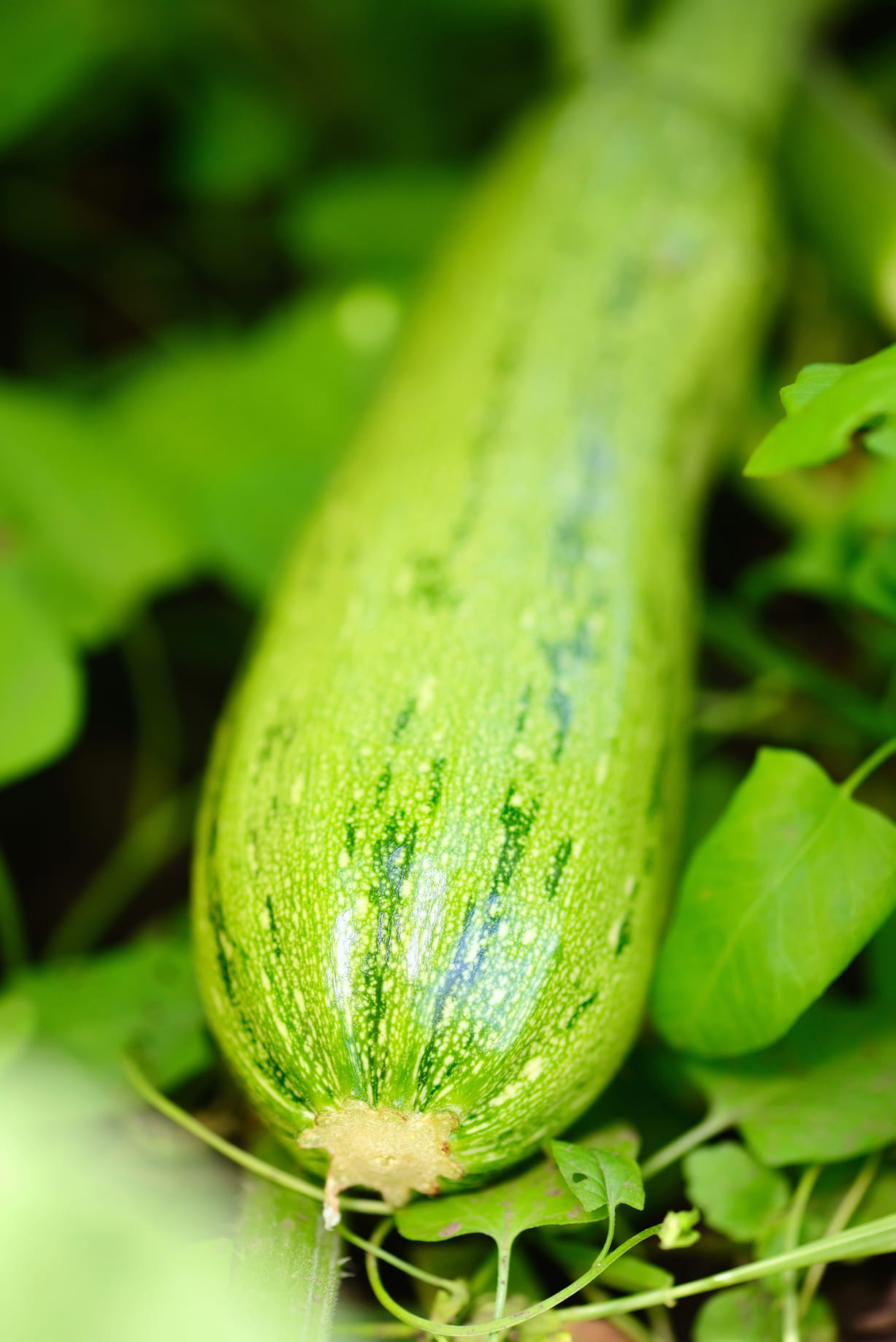 zucchini-in-vegetable-garden zucchini-in-vegetable-garden