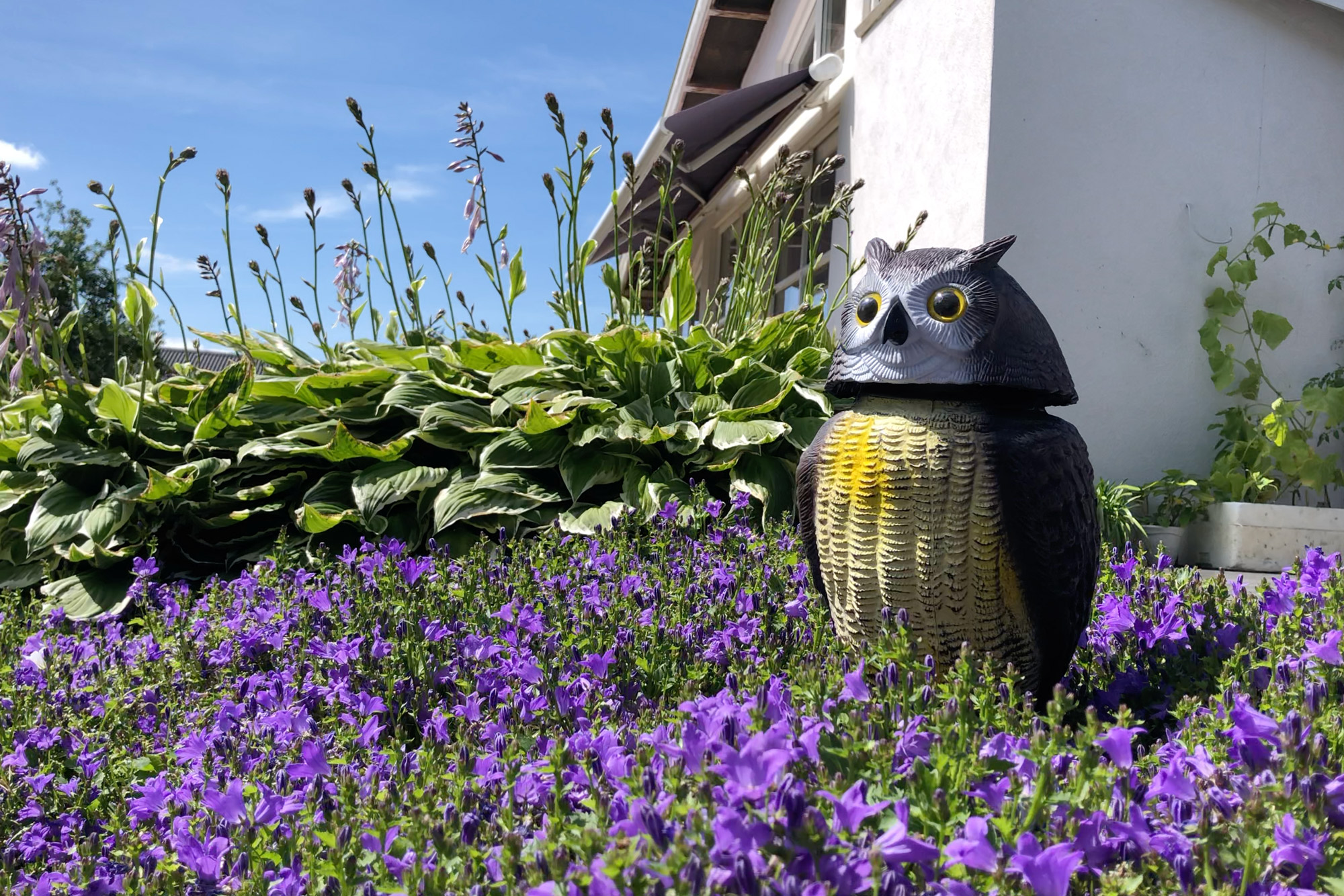 Skræm fugle væk fra køkkenhaven, blomsterbedet, terassen m.m. Skræm fugle væk fra køkkenhaven, blomsterbedet, terassen m.m.