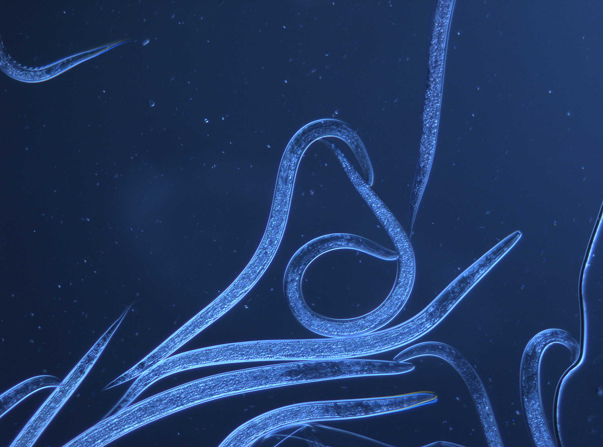 ENEMA_H. bacteriophora_3 ENEMA_H. bacteriophora_3